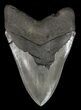 Serrated, Fossil Megalodon Tooth - Georgia #60909-2